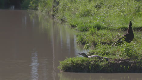 Ein-Junger-Alligator-Und-Eine-Kreolische-Ente-Teilen-Sich-Einen-Platz-In-Der-Nähe-Des-Flusses