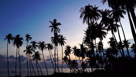 Relaxing-sunset-in-seaside-palm-tree-grove,-exotic-vacation-concept