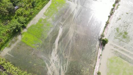 Aerial-Overheard-Shot-Over-Flooded-Rice-Paddy-Fields-In-Northern-Bangladesh