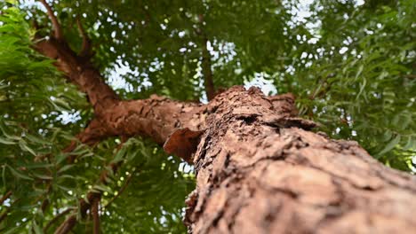 Neem-tree-bark,-an-old-neem-tree-also-known-as-Azadirachta-indica,-branches-of-neem-tree-during-a-bright-sunny-day-also-used-as-Natural-Medicine-1