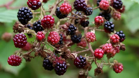 A-large-number-of-ripening-blackberries-on-a-bramble-plant-in-late-Summer
