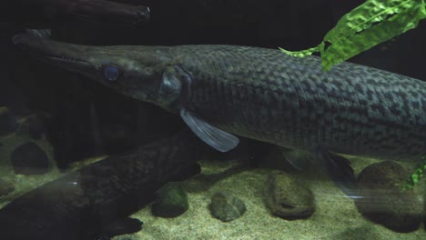 Alligator-Garschwimmen-In-Einem-Aquarium-In-Gdynia,-Polen