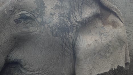 Nahaufnahme-Eines-Asiatischen-Thailändischen-Elefanten,-Der-Im-Dschungel-Hungrig-Isst-Und-Mit-Dem-Ohr-Flattert