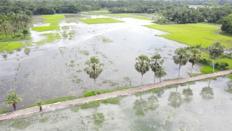 Vista-Aérea-Sobre-Campos-De-Arroz-Inundados-En-Bangladesh-Debido-Al-Aumento-Del-Cambio-Climático