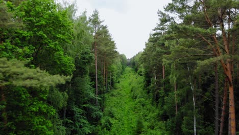 Fly-Away-At-Densely-Vegetated-Forest-Ground-With-Tall-Conifer-Trees