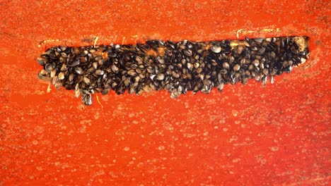 Revealing-zinc-anode-on-ships-hull-completely-covered-in-mussels-and-dirt---Marine-life-and-shells-causing-high-energy-consumption-of-ship---Handheld-clip
