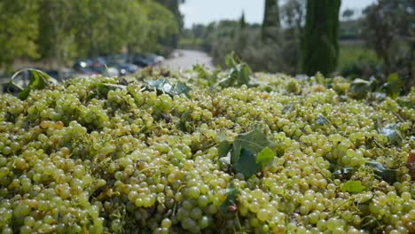 Large-Pile-Of-Fresh-Picked-Green-Grapes-In-Spanish-Vineyard---close-up,-slow-motion