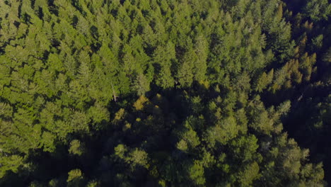 Luftaufnahme-Eines-Immergrünen-Waldes-Nach-Unten-Und-Dann-Nach-Oben-Geneigt,-Um-Die-Atemberaubende-Landschaft-Des-Mt