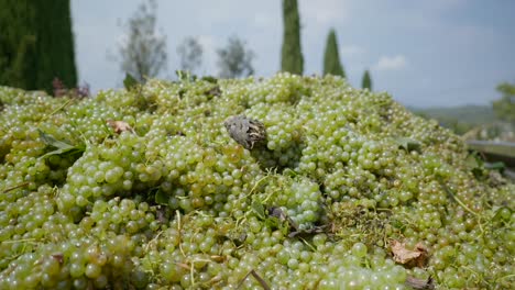 Close-Up-Of-Big-Pile-Of-Freshly-Picked-Green-Grapes-From-Vineyard