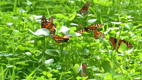 Monarch-Butterflies-warming-up-their-wings-to-fly