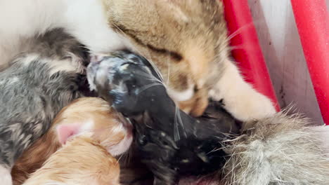 Closeup-of-mama-cat-licking-newborn-baby-kitten