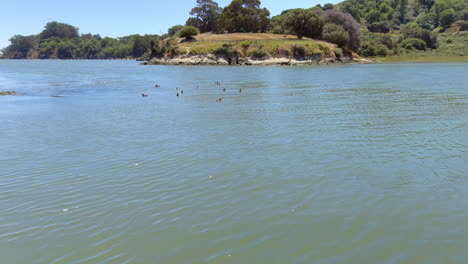 Sailing-by-Rat-Rock-Island-in-the-San-Francisco-Bay-on-a-summer-day-with-ducks-floating-on-the-water