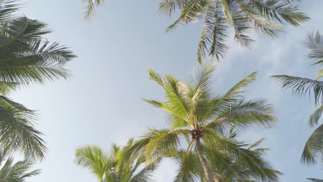 Slowmotion-view-of-coconut-palm-trees-against-sky-near-beach-on-the-tropical-island-with-sunlight-through