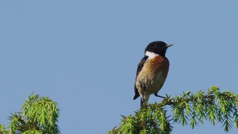 Closeup-of-male-European-stonechat-standing-on-leaves-then-leaves,-day