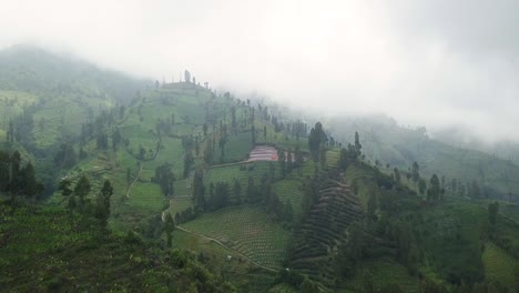 Sliding-drone-shot-of-plantation-on-the-slope-of-mountain