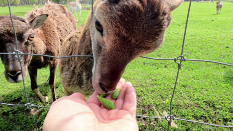 La-Mano-Del-Visitante-Alimentando-Y-Acariciando-Cabras-Jóvenes-Dentro-De-Una-Cerca-De-Alambre-En-El-Zoológico