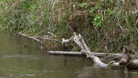 A-beautiful-green-heron-hunts-along-wooded-waters-for-frogs,-aquatic-invertebrates-and-fish
