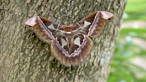 Giant-Moth-flaps-its-colorful-wings-on-the-tree