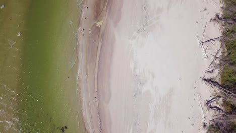 Aerial-birdseye-view-of-Baltic-sea-coast-on-a-sunny-day,-seashore-dunes-damaged-by-waves,-broken-pine-trees,-coastal-erosion,-climate-changes,-wide-angle-drone-shot-moving-forward