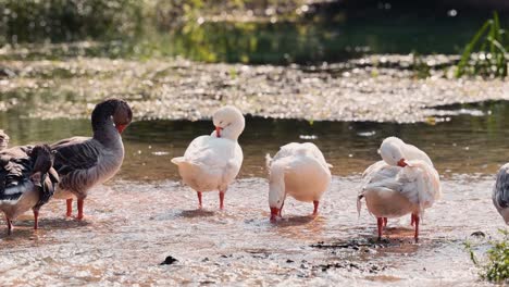Weiße-Ente,-Die-Flügel-Ausbreitet-Und-Im-Fluss-Mit-Entenschwarm-Badet