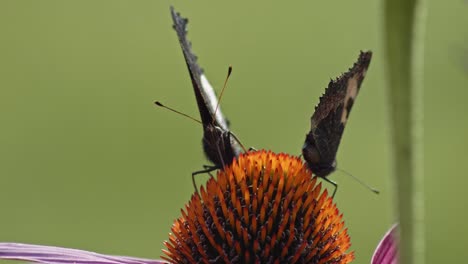 Dos-Mariposas-Comiendo-Néctar-De-Equinácea-Púrpura---Macro