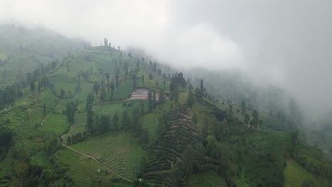 Reveal-drone-shot-of-plantation-on-the-slope-of-mountain-shrouded-by-thick-fog-1