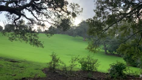 Misty-rain-falls-lightly-on-the-green-grassy-surface-of-a-park-in-Auckland-New-Zealand