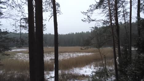 Tracking-shot-of-a-forest-nature-area,-coming-out-of-woods-to-open-grass-surface-with-snow
