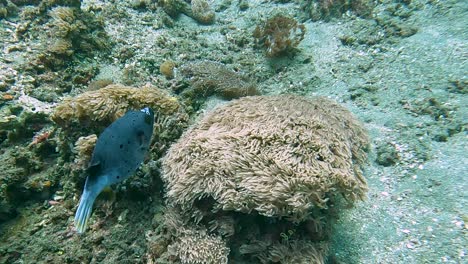 Ein-Großer-Schwarzer-Kugelfisch,-Der-über-Einer-Seeanemone-Auf-Dem-Ozeanboden-Auf-Dem-Korallendreieck-In-Timor-Leste,-Südostasien,-Schwimmt-Und-Driftet,-Nahaufnahme-Von-Tropischen-Marinefischen
