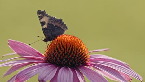 Small-Tortoiseshell-Butterfly-Sipping-Nectar-From-Purple-Coneflower---macro-3