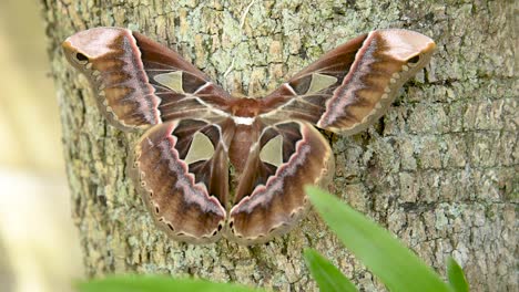 Giant-Moth--displaying-colorful-wings