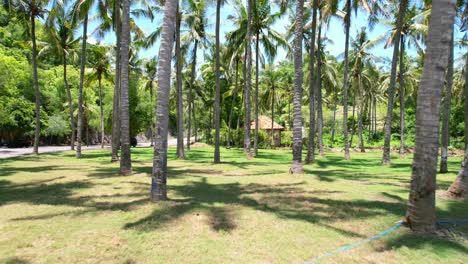 Drone-flying-backwards-in-tropical-coconut-tree-field-on-sunny-day-at-Pantai-Prasi-in-Bali