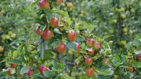 A-close-up-shot-of-the-ripe-apples-in-the-apple-orchard