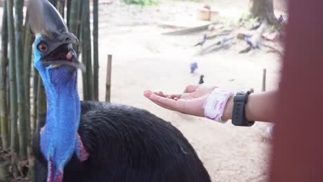 Tourist-hand-feeding-flightless-southern-cassowary,-casuarius-casuarius-at-Langkawi-wildlife-park,-Malaysia,-close-up-handheld-motion-shot