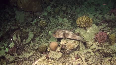 Porcupine-fish-swimming-in-slow-motion-over-coral-reef-at-night