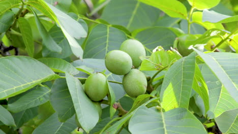 Four-green-unripe-walnuts-growing-on-a-walnut-tree