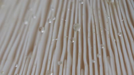 Extreme-close-up-of-mushroom-white-gill-with-water-droplets-on-surface