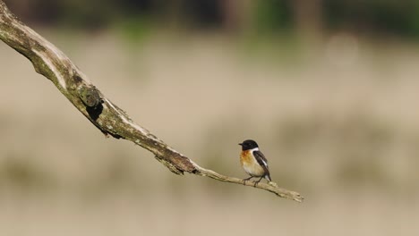 European-stonechat-bird-resting-on-dry-branch-tree,-blurred-background,-day