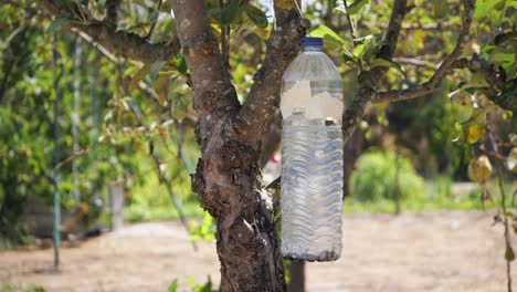 Hausgemachte-Insektenfalle-Plastikflasche,-Die-Am-Baum-Hängt