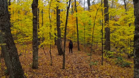 Woman-is-walking-in-the-forest,-making-distance-from-camera-and-disappear-in-autumn-trees