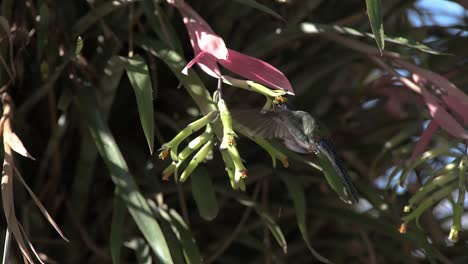 Schwalbenschwanzkolibri-Kolibri-Bestäubende-Bromelienblüte