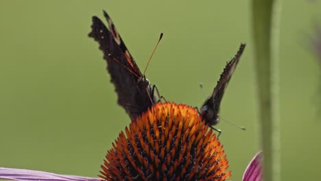 Small-Tortoiseshell-Butterfly-Sipping-Nectar-From-Purple-Coneflower---macro-2