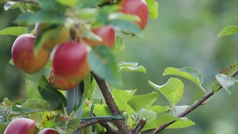 A-close-up-shot-of-the-ripe-juicy-apples-on-the-branches