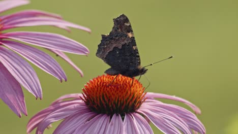 Small-Tortoiseshell-Butterfly-Sipping-Nectar-From-Purple-Coneflower---macro,-side-view