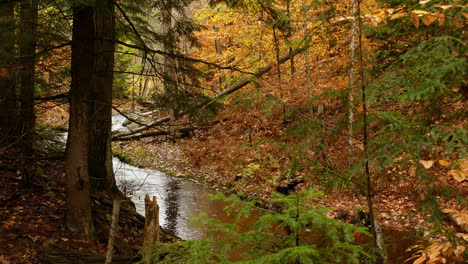 A-forest-creek-in-autumn-runs-quietly-through-a-narrow-valley-in-a-forest-among-the-falling-leaves-of-the-trees