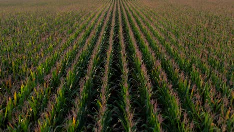 A-low-angle-drone-view-over-long-rows-of-cornstalks-on-a-sunny-day