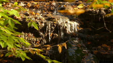 A-small-creek-spring-running-down-from-some-with-leaf-covered-rocks-among-the-plants-in-a-forest---close-up