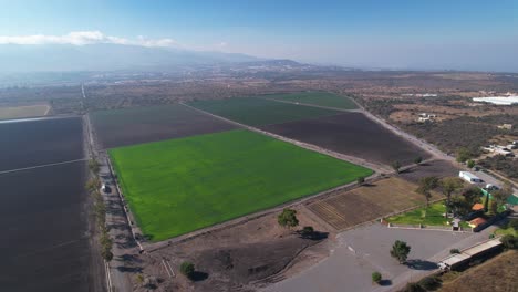 Vast-aerial-overview-of-green-open-land-of-garlic-and-asparagus-farms-in-mexico