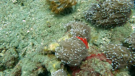 Raubseeanemone-Auf-Einem-Korallenriff-Meeresboden,-Der-Sich-In-Der-Starken-Meeresströmung-In-Südostasien-Bewegt-Und-Fließt