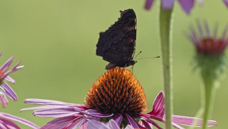 Red-admiral-Butterfly-Sipping-Nectar-From-Purple-Coneflower---macro-1